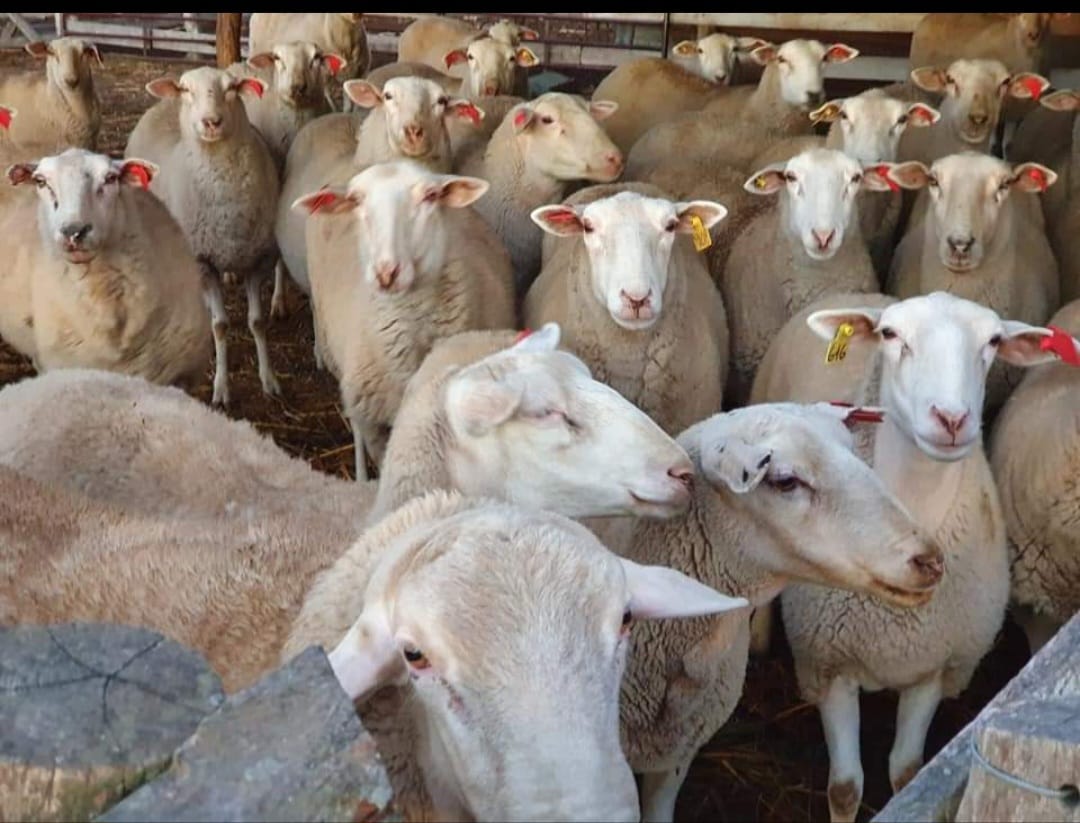 La AsociaciÃ³n Argentina de Criadores de Pampinta lleva sus mejores ejemplares a  AgroActiva Ganadera 